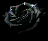 Black Rose